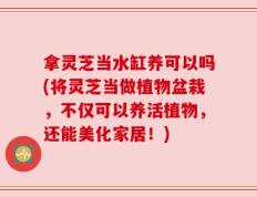 拿灵芝当水缸养可以吗(将灵芝当做植物盆栽，不仅可以养活植物，还能美化家居！)