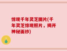 惊现千年灵芝图片(千年灵芝惊现照片，揭开神秘面纱)