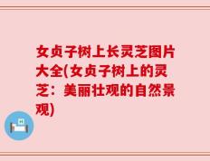 女贞子树上长灵芝图片大全(女贞子树上的灵芝：美丽壮观的自然景观)
