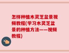 怎样种植木灵芝盆景视频教程(学习木灵芝盆景的种植方法——视频教程)
