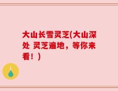 大山长雪灵芝(大山深处 灵芝遍地，等你来看！)
