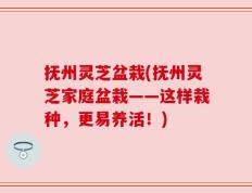 抚州灵芝盆栽(抚州灵芝家庭盆栽——这样栽种，更易养活！)