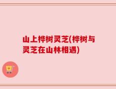 山上桦树灵芝(桦树与灵芝在山林相遇)