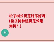 松子树长灵芝好不好呀(松子树种植灵芝效果如何？)