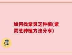 如何找紫灵芝种植(紫灵芝种植方法分享)