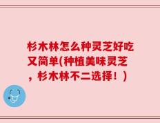 杉木林怎么种灵芝好吃又简单(种植美味灵芝，杉木林不二选择！)