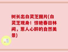 树长出白灵芝图片(白灵芝现身！惊艳春日林间，惹人心醉的自然美景)