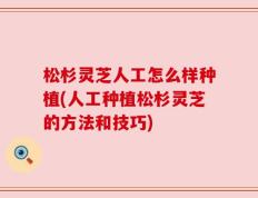 松杉灵芝人工怎么样种植(人工种植松杉灵芝的方法和技巧)