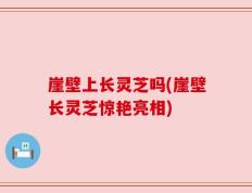 崖壁上长灵芝吗(崖壁长灵芝惊艳亮相)