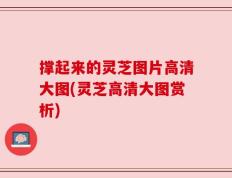 撑起来的灵芝图片高清大图(灵芝高清大图赏析)