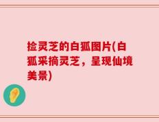 捡灵芝的白狐图片(白狐采摘灵芝，呈现仙境美景)