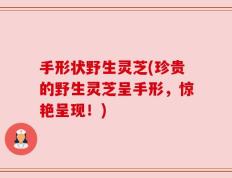 手形状野生灵芝(珍贵的野生灵芝呈手形，惊艳呈现！)