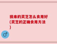 摘来的灵芝怎么食用好(灵芝的正确食用方法)