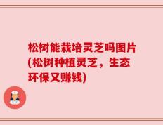松树能栽培灵芝吗图片(松树种植灵芝，生态环保又赚钱)