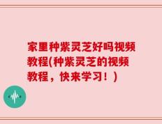 家里种紫灵芝好吗视频教程(种紫灵芝的视频教程，快来学习！)