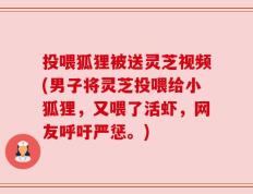 投喂狐狸被送灵芝视频(男子将灵芝投喂给小狐狸，又喂了活虾，网友呼吁严惩。)