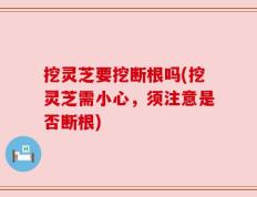挖灵芝要挖断根吗(挖灵芝需小心，须注意是否断根)