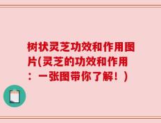 树状灵芝功效和作用图片(灵芝的功效和作用：一张图带你了解！)