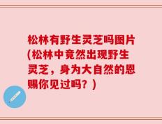 松林有野生灵芝吗图片(松林中竟然出现野生灵芝，身为大自然的恩赐你见过吗？)