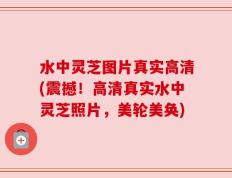 水中灵芝图片真实高清(震撼！高清真实水中灵芝照片，美轮美奂)