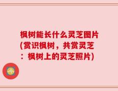 枫树能长什么灵芝图片(赏识枫树，共赏灵芝：枫树上的灵芝照片)