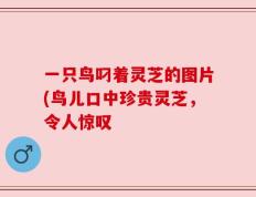 一只鸟叼着灵芝的图片(鸟儿口中珍贵灵芝，令人惊叹