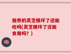 我养的灵芝根坏了还能吃吗(灵芝根坏了还能食用吗？)