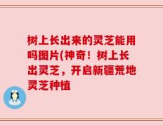 树上长出来的灵芝能用吗图片(神奇！树上长出灵芝，开启新疆荒地灵芝种植