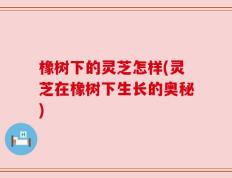 橡树下的灵芝怎样(灵芝在橡树下生长的奥秘)