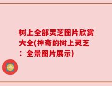 树上全部灵芝图片欣赏大全(神奇的树上灵芝：全景图片展示)