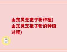 山东灵芝孢子粉种植(山东灵芝孢子粉的种植过程)