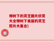 柳树下的灵芝图片欣赏大全柳树下美丽的灵芝照片大集合)