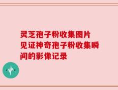 灵芝孢子粉收集图片 见证神奇孢子粉收集瞬间的影像记录
