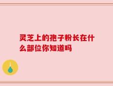 灵芝上的孢子粉长在什么部位你知道吗