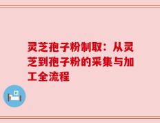 灵芝孢子粉制取：从灵芝到孢子粉的采集与加工全流程