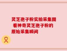 灵芝孢子粉实拍采集图 看神奇灵芝孢子粉的原始采集瞬间