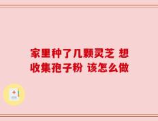 家里种了几颗灵芝 想收集孢子粉 该怎么做