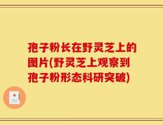 孢子粉长在野灵芝上的图片(野灵芝上观察到孢子粉形态科研突破)