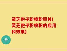 灵芝孢子粉喷粉照片(灵芝孢子粉喷粉的应用和效果)