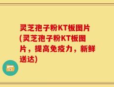 灵芝孢子粉KT板图片(灵芝孢子粉KT板图片，提高免疫力，新鲜送达)