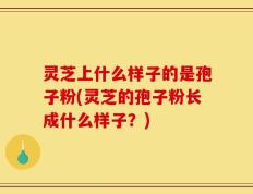 灵芝上什么样子的是孢子粉(灵芝的孢子粉长成什么样子？)