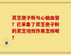灵芝孢子粉与心脑血管？已采集了灵芝孢子粉的灵芝功效作用怎样呢？