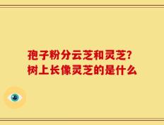 孢子粉分云芝和灵芝？树上长像灵芝的是什么