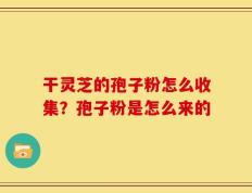 干灵芝的孢子粉怎么收集？孢子粉是怎么来的