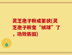 灵芝孢子粉成絮状(灵芝孢子粉变“绒球”了，功效依旧)