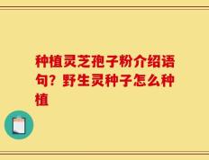 种植灵芝孢子粉介绍语句？野生灵种子怎么种植