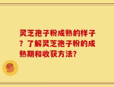 灵芝孢子粉成熟的样子？了解灵芝孢子粉的成熟期和收获方法？