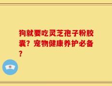 狗就要吃灵芝孢子粉胶囊？宠物健康养护必备？