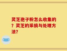 灵芝孢子粉怎么收集的？灵芝的采摘与处理方法？