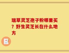 瑞草灵芝孢子粉哪里买？野生灵芝长在什么地方
